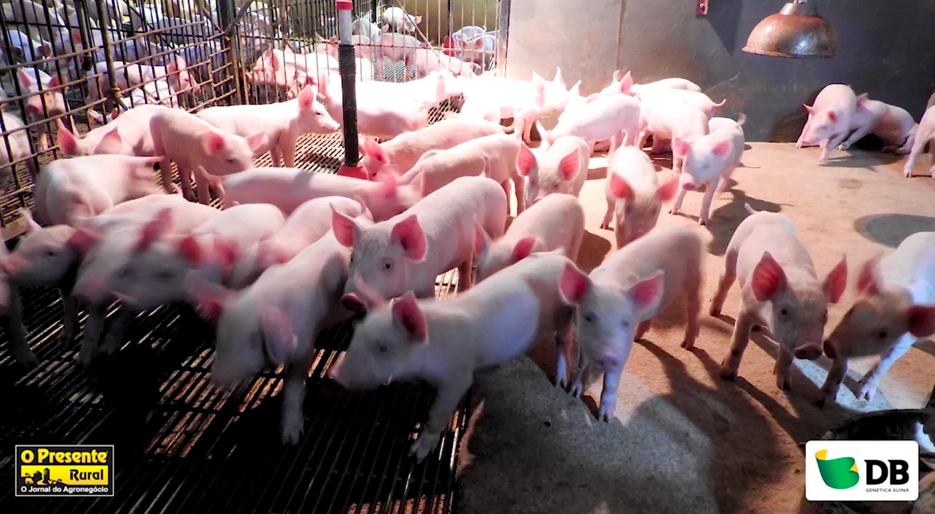 Prêmio Melhores da Suinocultura Agriness 2019