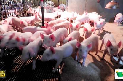 Prêmio Melhores da Suinocultura Agriness 2019